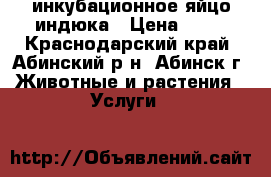 инкубационное яйцо индюка › Цена ­ 50 - Краснодарский край, Абинский р-н, Абинск г. Животные и растения » Услуги   